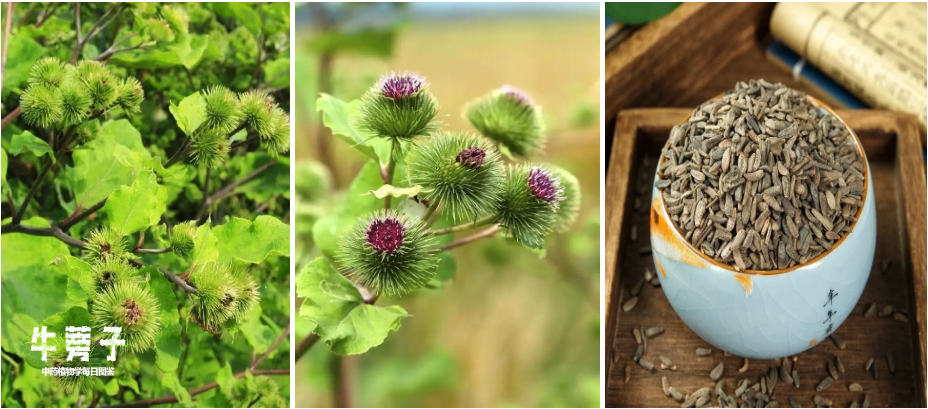 牛蒡子