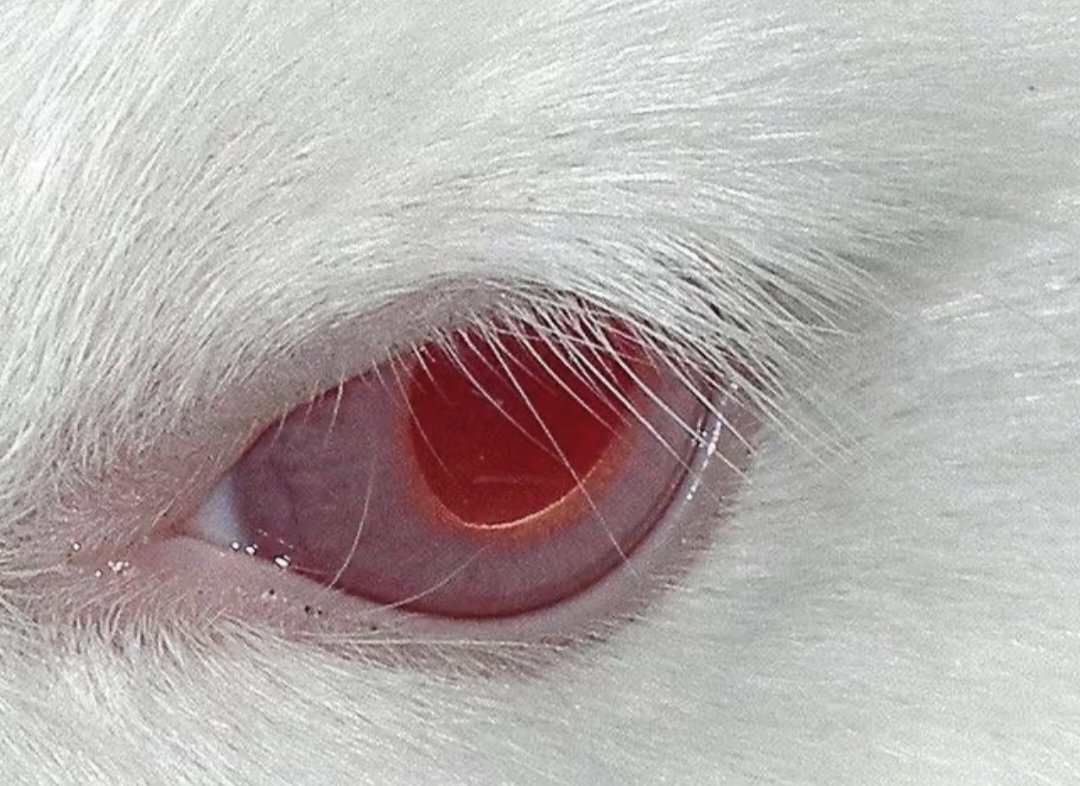 Red Eye
