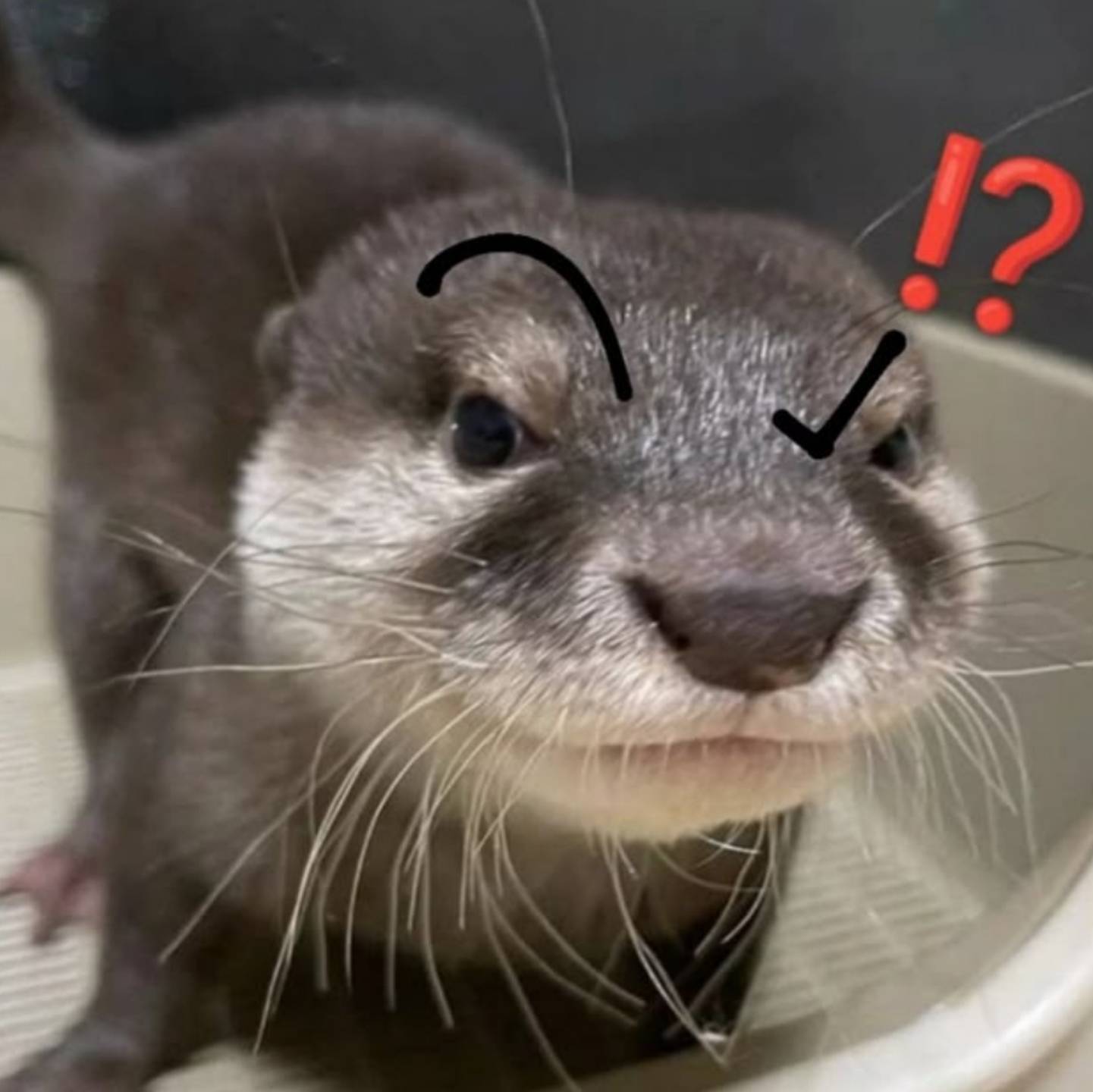 Otter.jpg