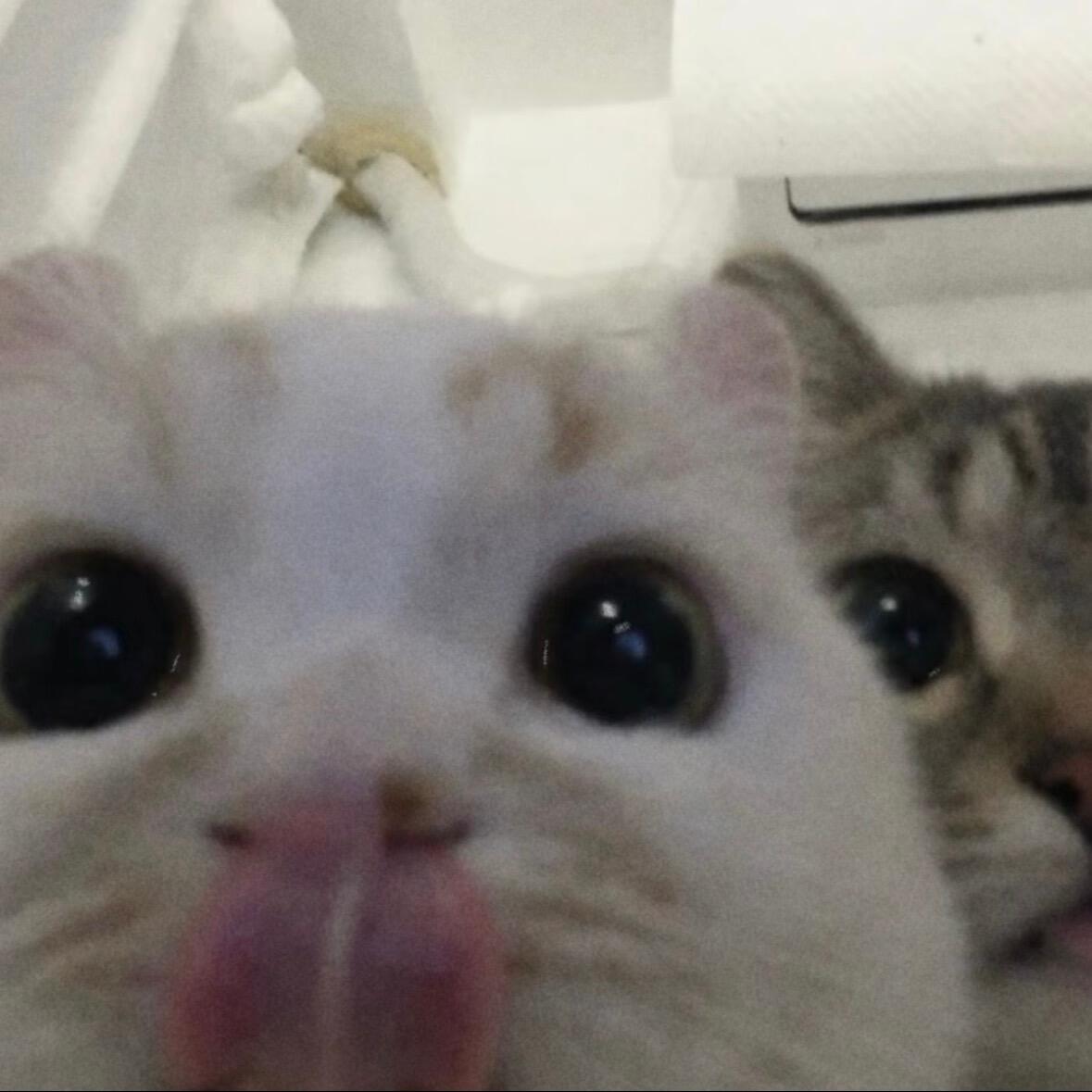 mmexport1782355040055.jpeg