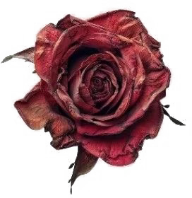 1000159075.png