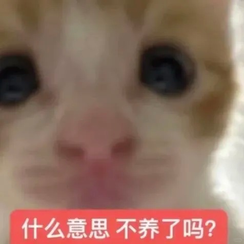 申请交换小猫表情包^•͈༝•͈^ฅ_1_桃._来自小红书网页版.jpg