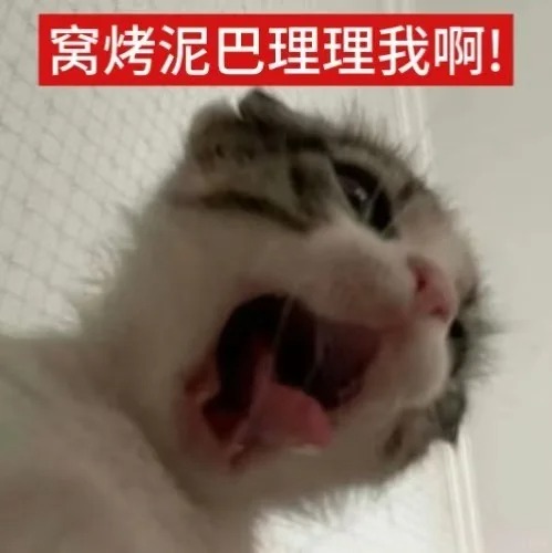 低脂小猫表情包自取_7_我没布讲栗猫_来自小红书网页版.jpg