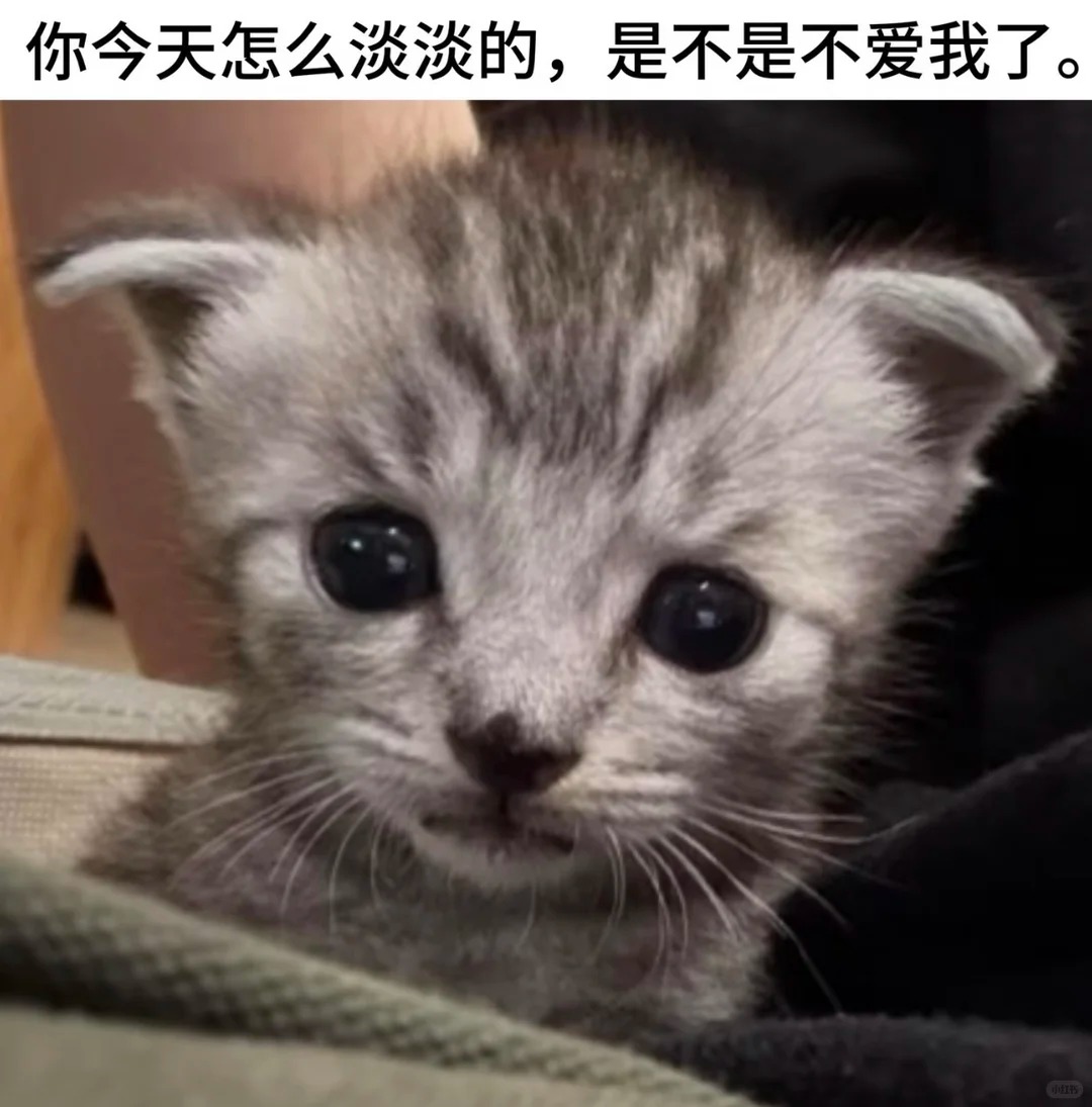申请交换小猫表情包^•͈༝•͈^ฅ_3_桃._来自小红书网页版.jpg