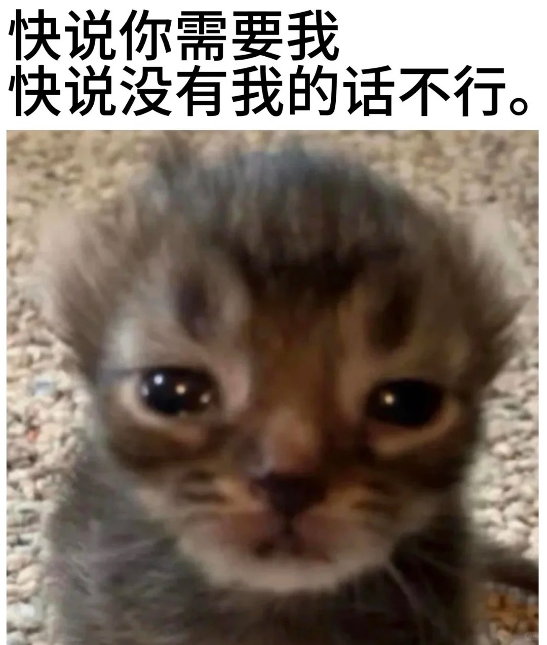 申请交换小猫表情包^•͈༝•͈^ฅ_4_桃._来自小红书网页版.jpg