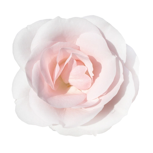 u=1003015029,63318543&fm=253&fmt=auto&app=138&f=PNG.webp