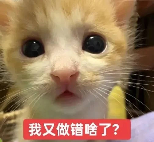 小猫表情包8.0_3_todayis_waiii_来自小红书网页版.jpg