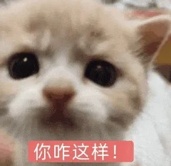 申请交换小猫表情包^•͈༝•͈^ฅ_12_桃._来自小红书网页版.jpg