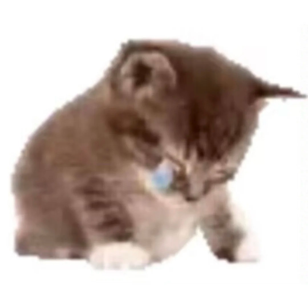 想要这样的小猫表情包🥺_10_ForNight_4ye_来自小红书网页版.jpg