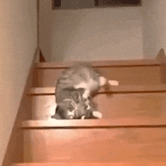 Image_1785768083643_449.gif