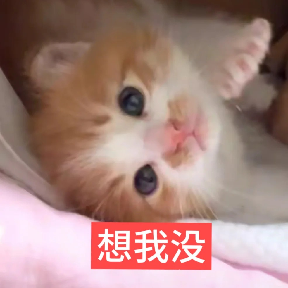 自制小猫表情包合集_7_小狗咪_来自小红书网页版.jpg
