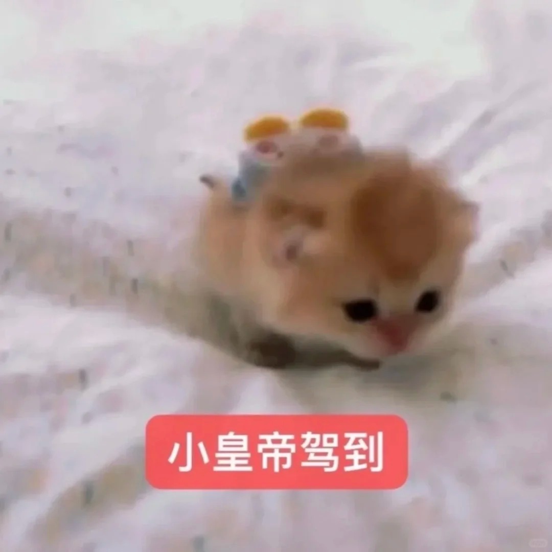 想要这样的小猫表情包🥺_2_ForNight_4ye_来自小红书网页版.jpg