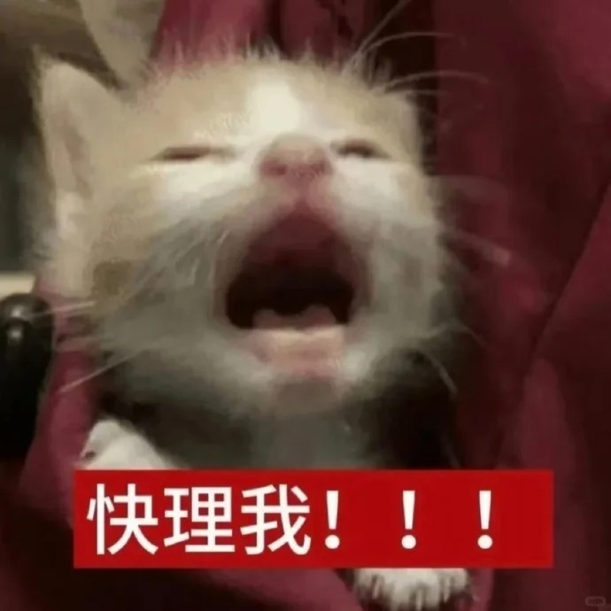 小猫表情包丨你到底做不做我男人_8_窝才没烦恼_来自小红书网页版.jpg