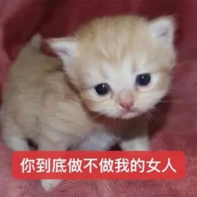 小猫表情包丨你到底做不做我男人_7_窝才没烦恼_来自小红书网页版.jpg