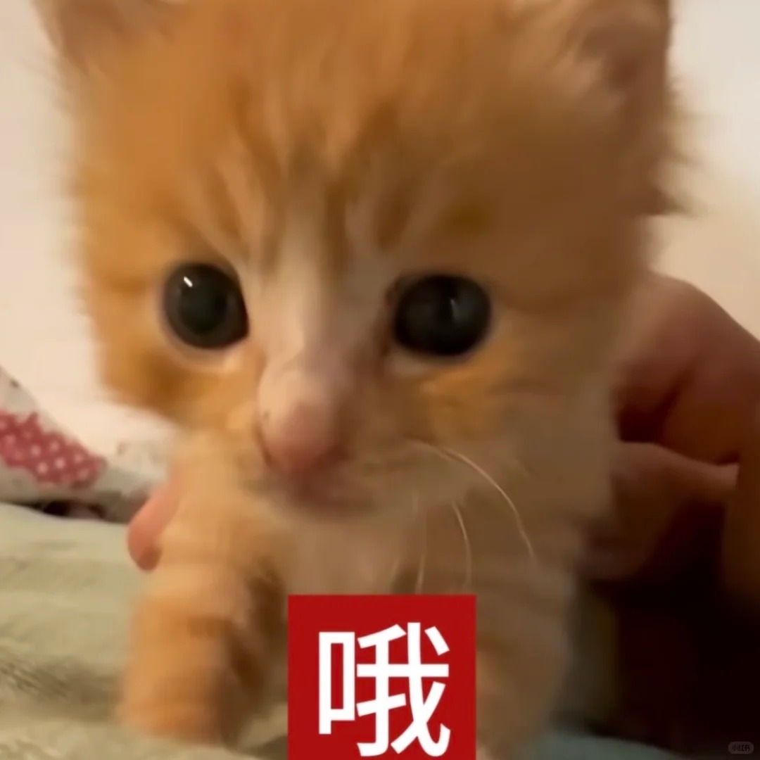 审美积累（1）_4_萌萌之中早已注定_来自小红书网页版.jpg