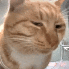 mmexport1785812994970.gif