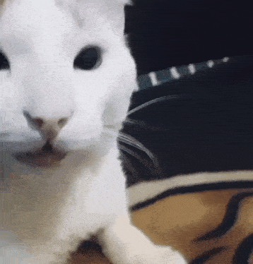 mmexport1785813394552.gif