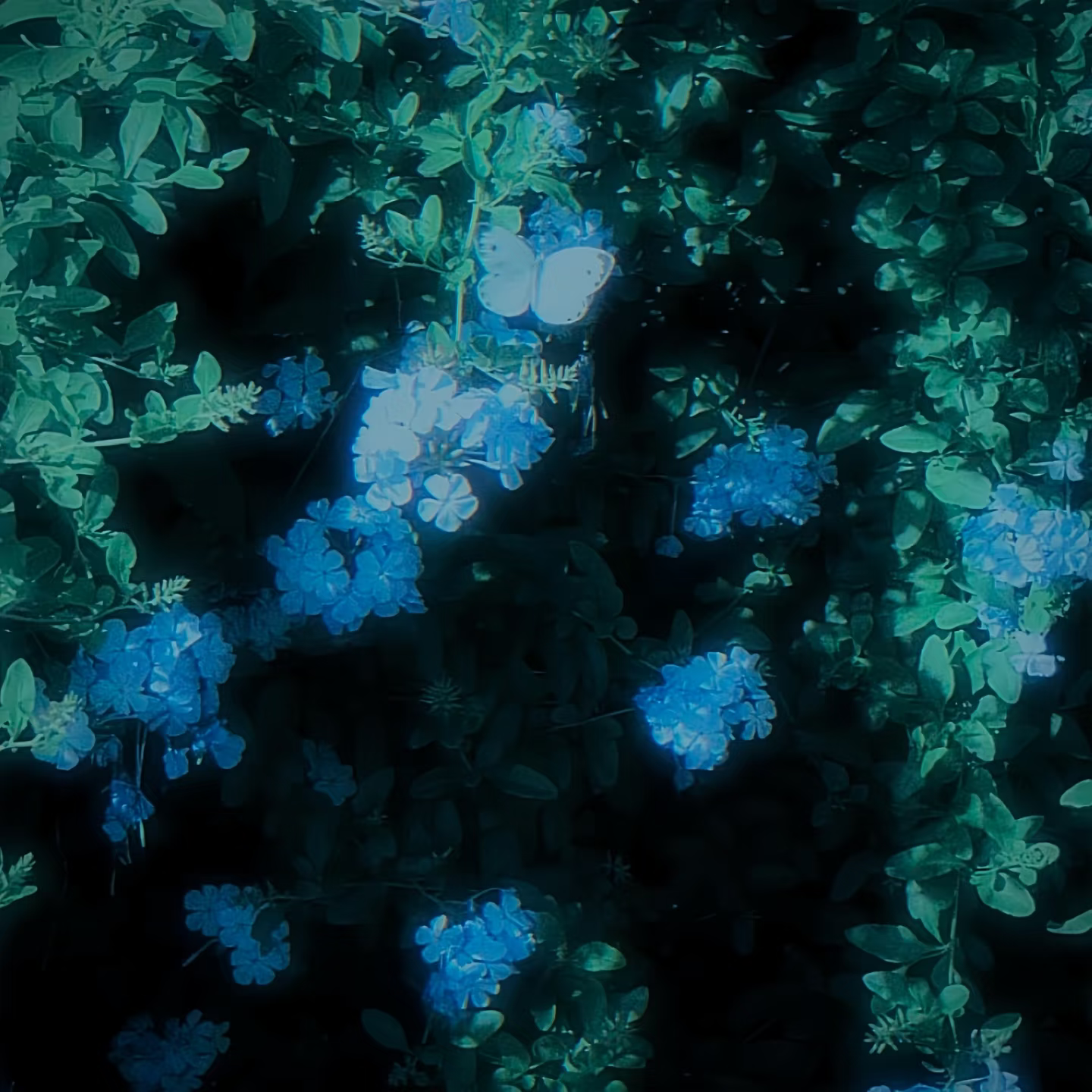 1000051923.png