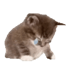 mmexport1785812884392.gif