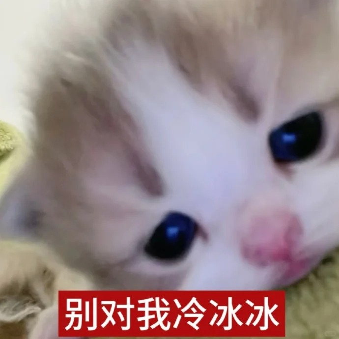 小猫表情包丨你到底做不做我男人_1_窝才没烦恼_来自小红书网页版.jpg