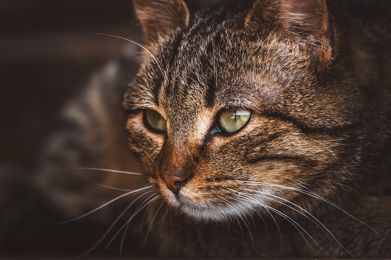 cat-8611246_1280.jpg