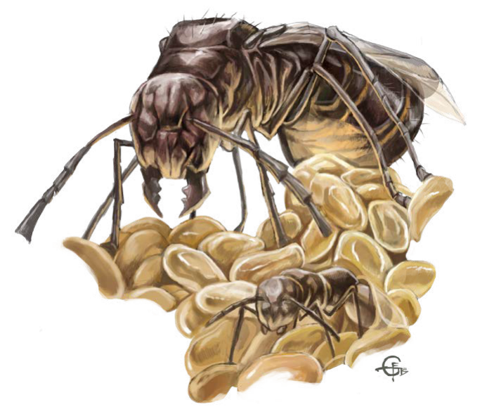 Ant, Knight, Megapon.png