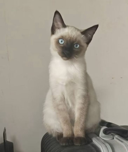 avatar-1786447823254-18233.jpeg