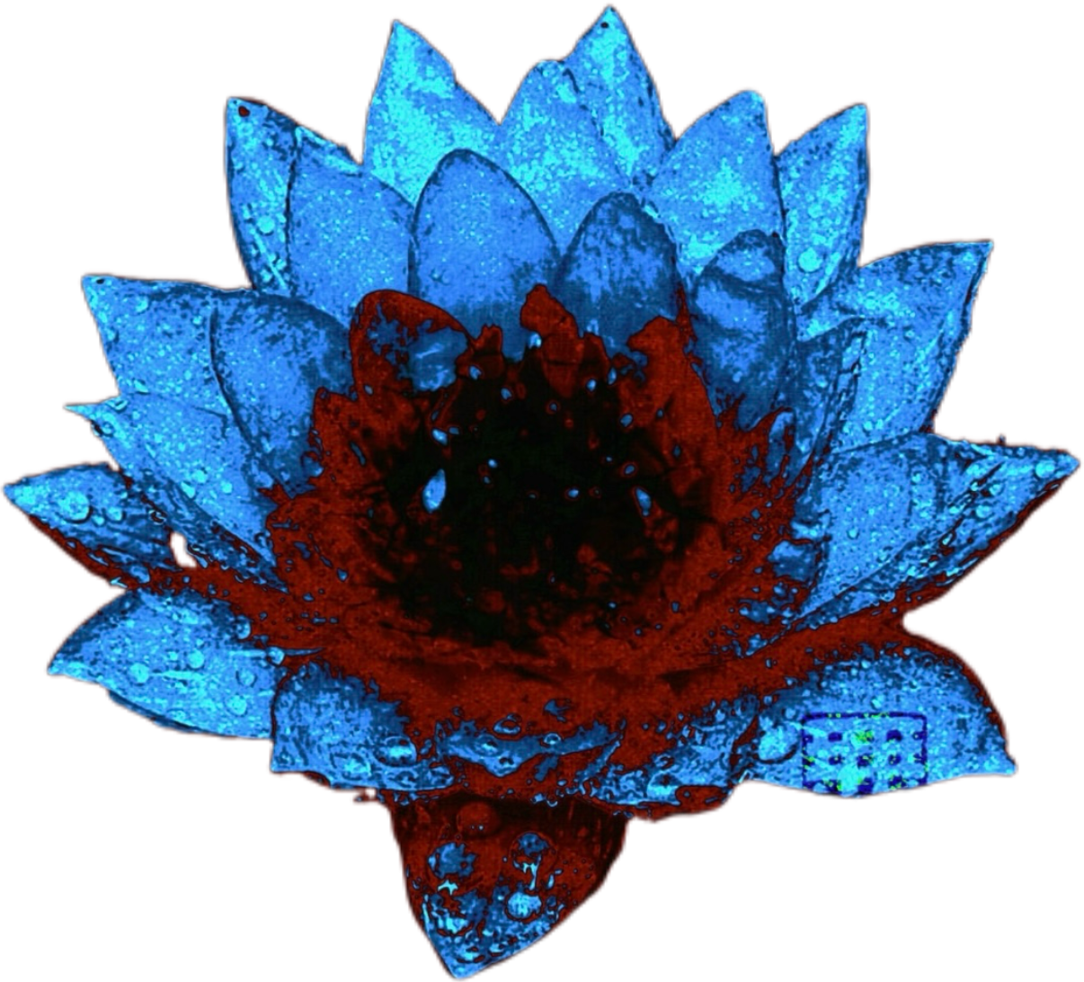 IMG_6221.png