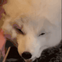 75.gif