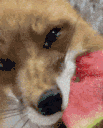 72.gif