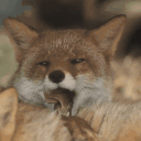 82.gif