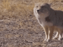 88.gif