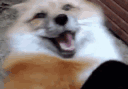 76.gif