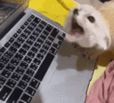 10970-gaming-fox.gif