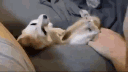 15884-10.gif