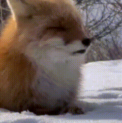 87.gif