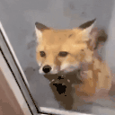 78.gif