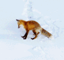 58.gif