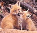65.gif
