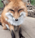 84.gif