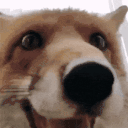 21736-16.gif