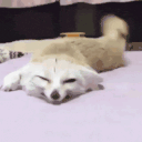 17722-8.gif