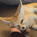 41877-5.gif