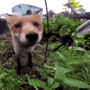 71.gif