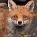 85.gif