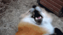57.gif