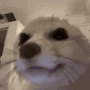 9057-6.gif