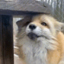 81.gif