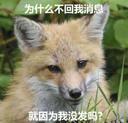 7463-都说了我是不会放弃制作狐狐表情包的啦_16_亦可赛舟_来自小红书网页版.jpg