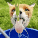54816-fox-water.gif